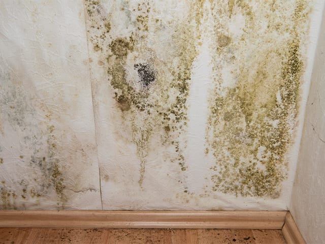 Danger of Mold.